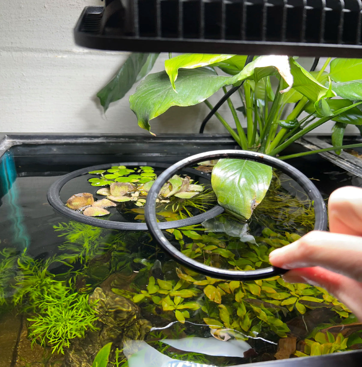 Aquarium Floating Plant Rings - Set of 2