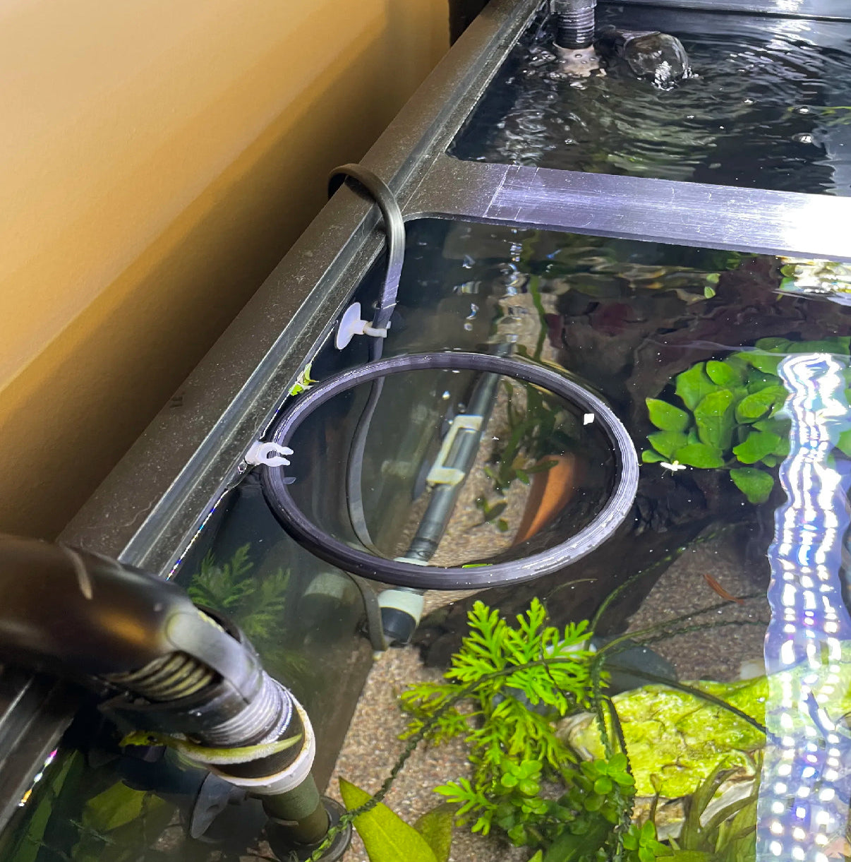 Aquarium Floating Plant Rings - Set of 2