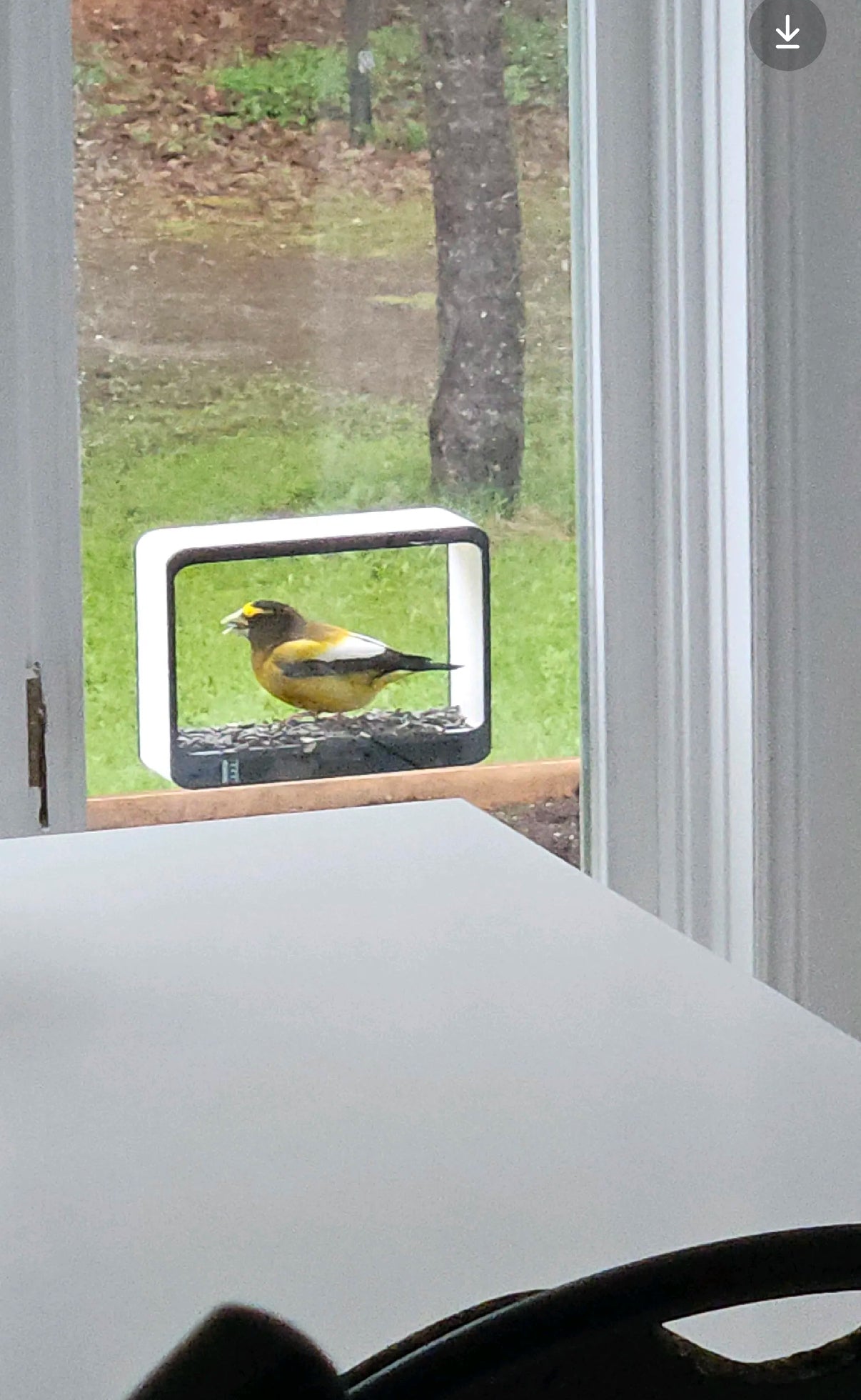 Window Bird Feeder with Removable Food Tray - Customizable Size and Color