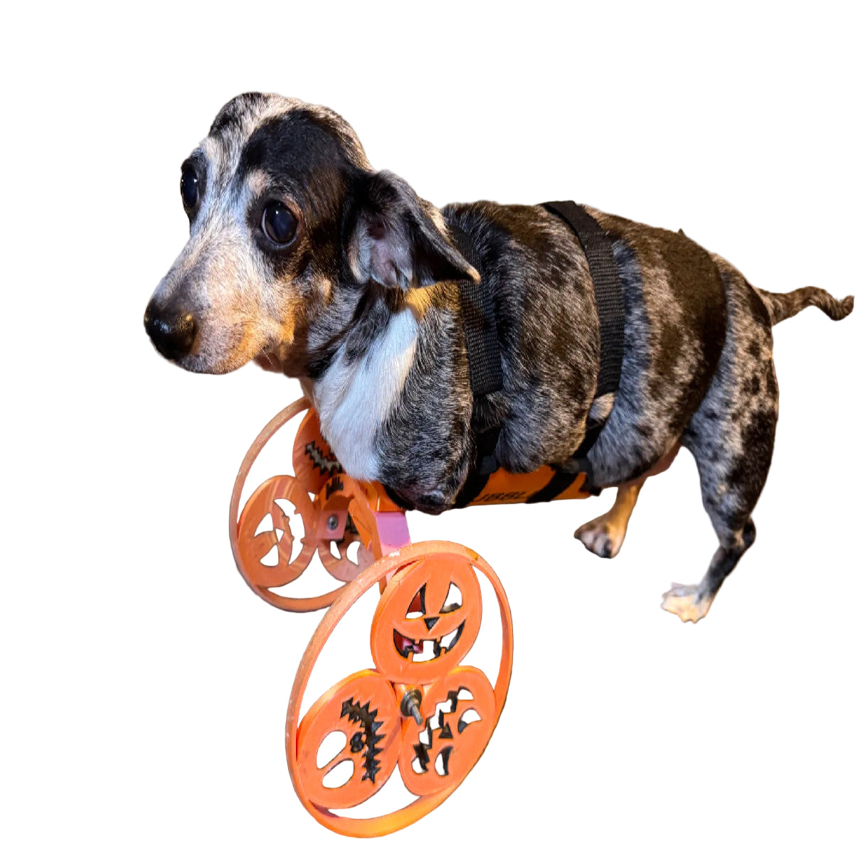Handicap Dog Cart - Customized 3D-Printed