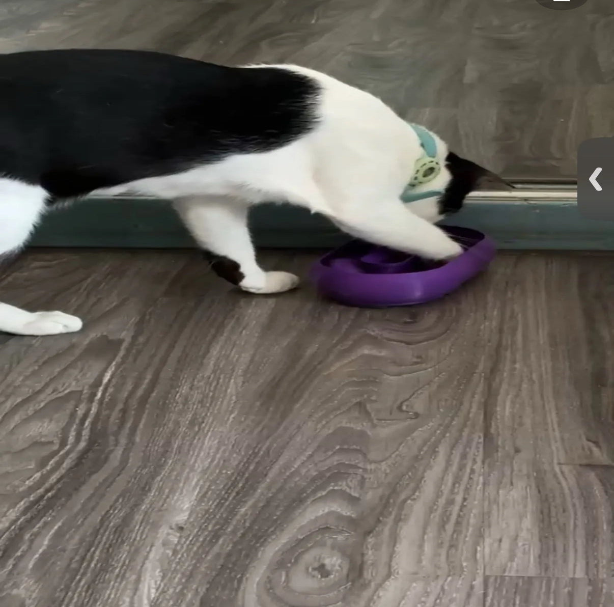 Cat Toy Oval – Interactive Fun in a Customizable Color and Size