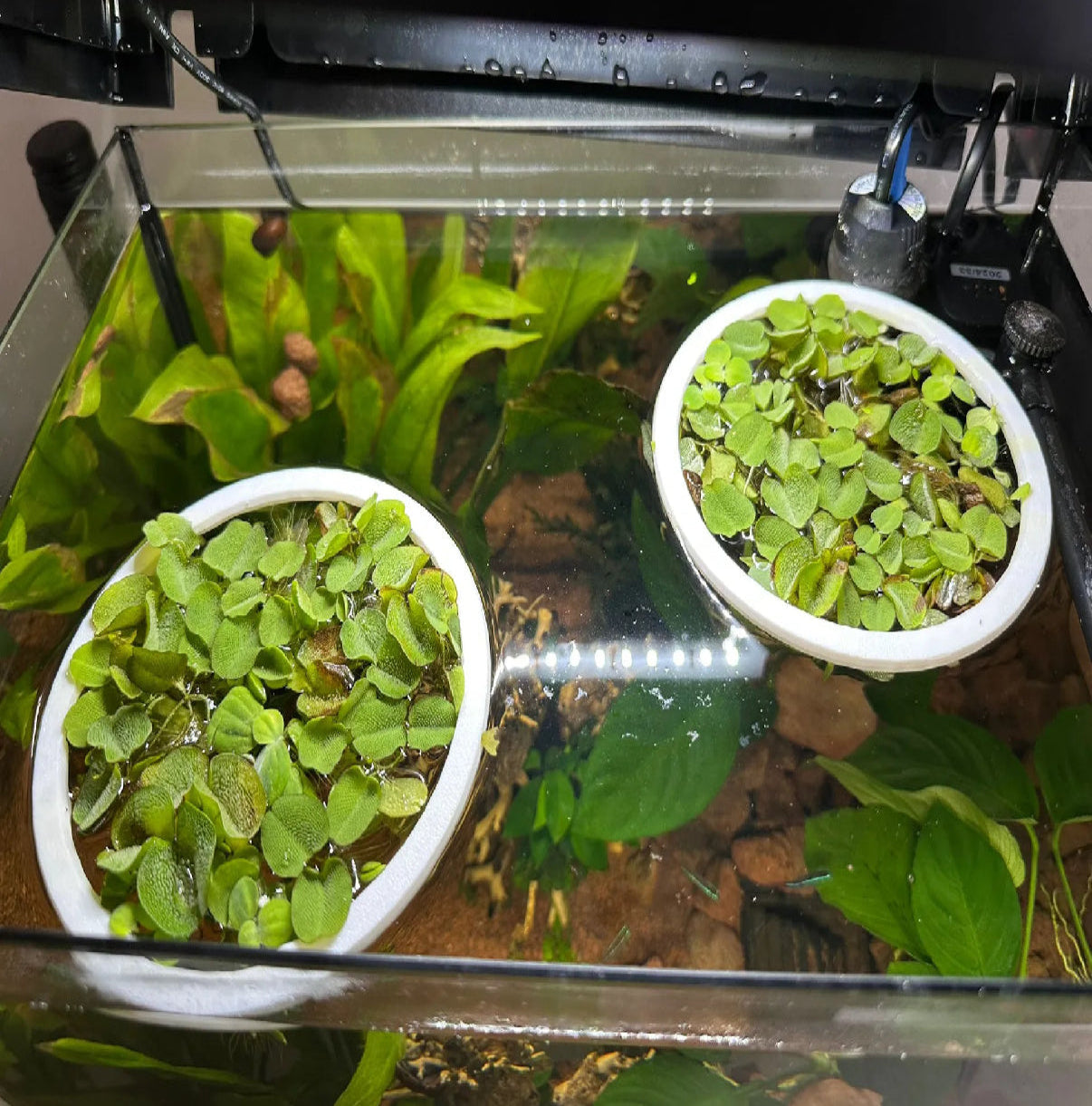 Aquarium Floating Plant Rings - Set of 2