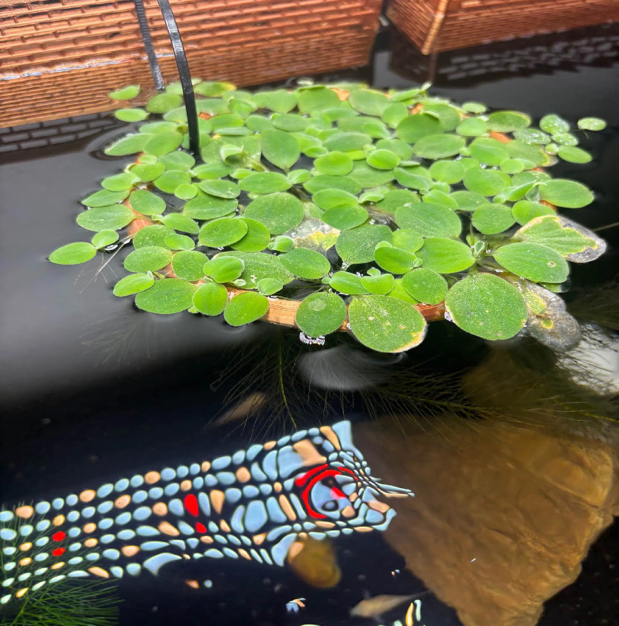 Aquarium Floating Plant Rings - Set of 2