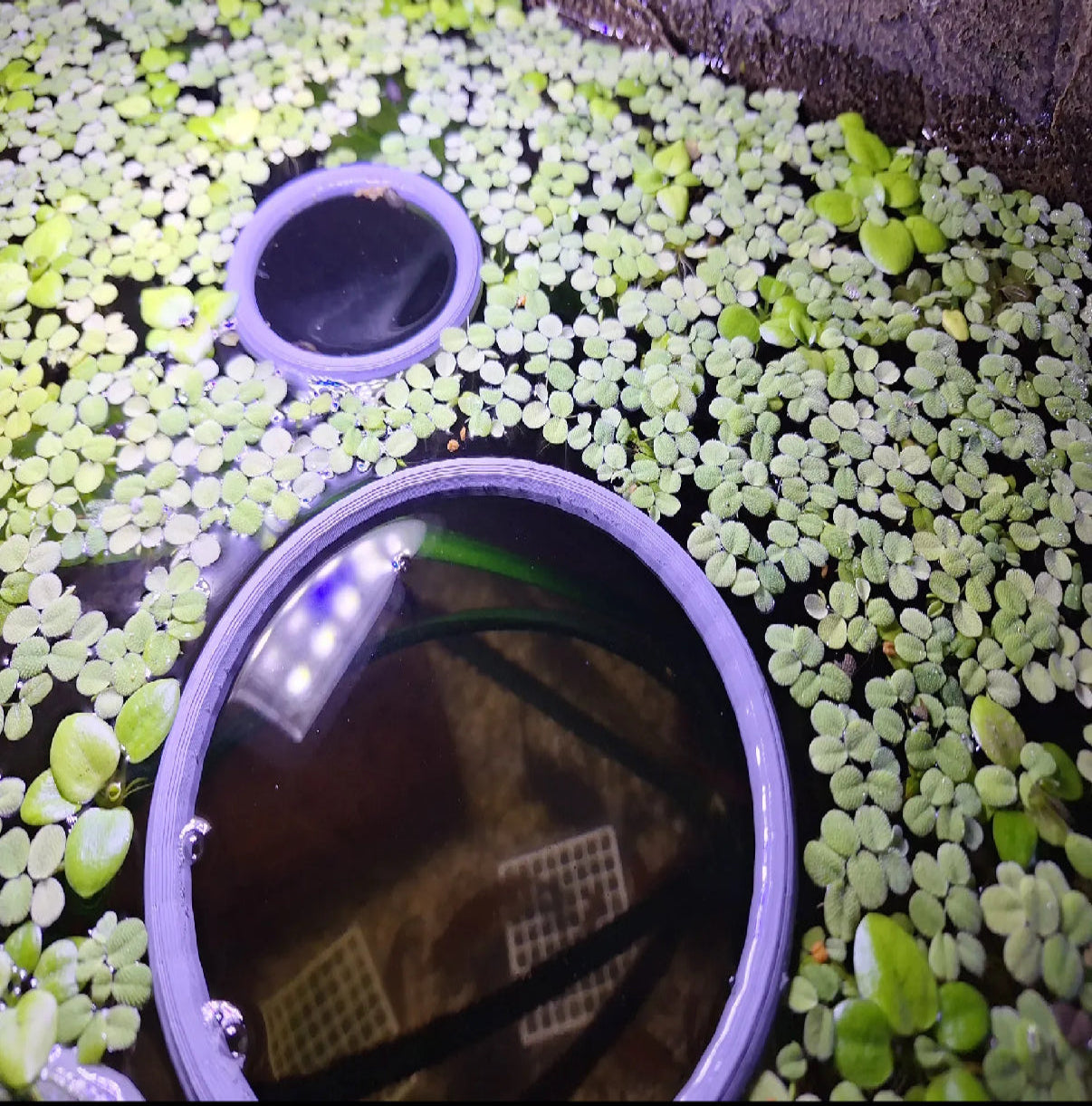 Aquarium Floating Plant Rings - Set of 2
