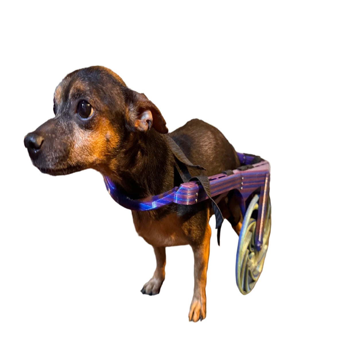 Handicap Dog Cart - Customized 3D-Printed