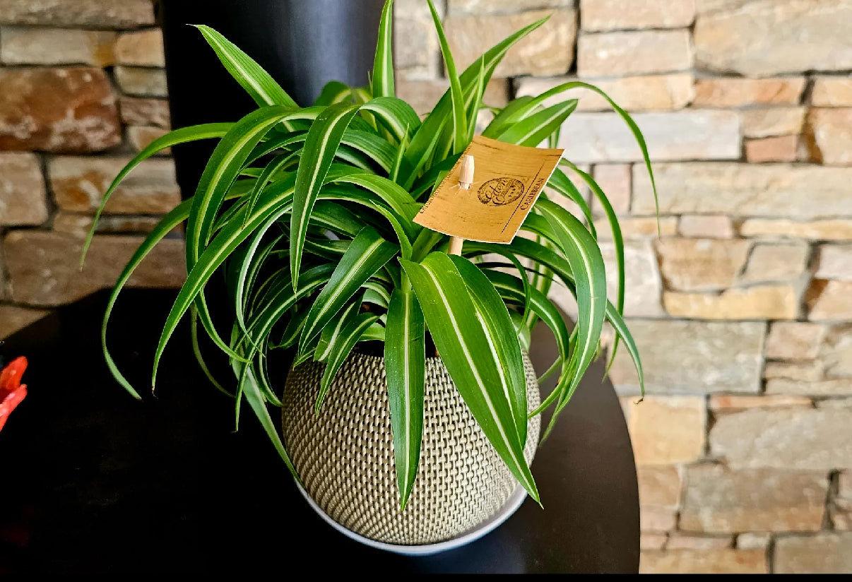 Weaved Planter