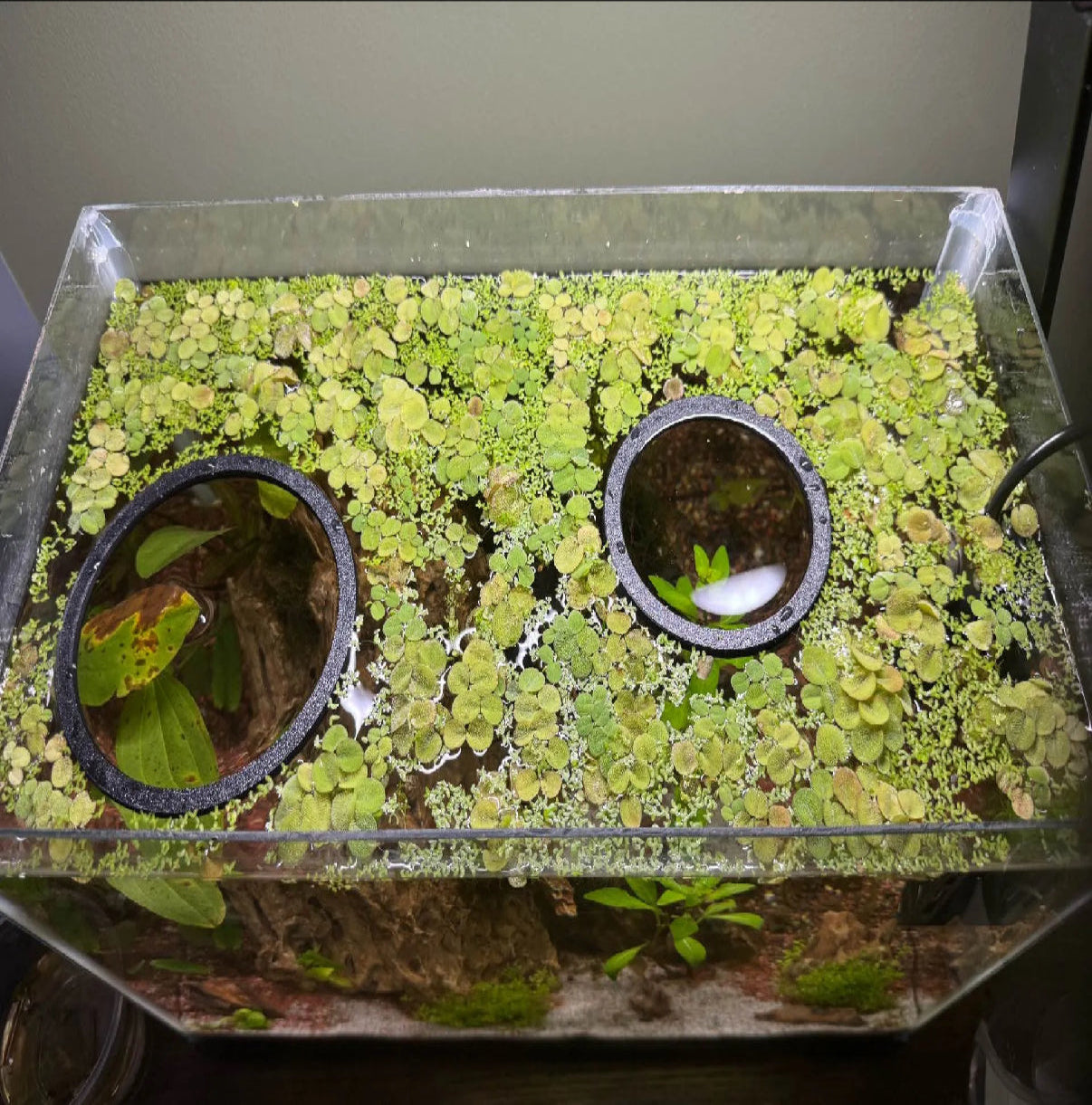 Aquarium Floating Plant Rings - Set of 2