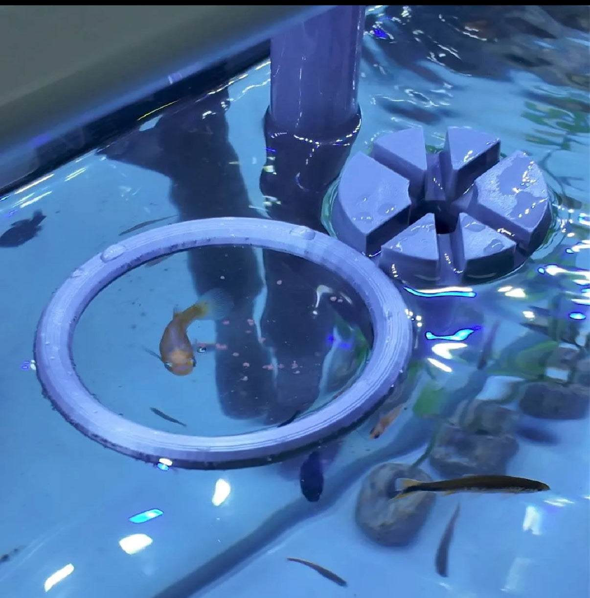 Aquarium Floating Plant Rings - Set of 2