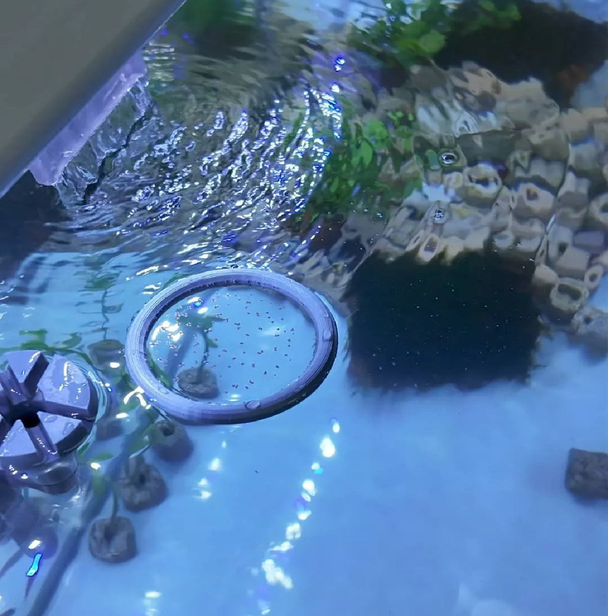 Aquarium Floating Plant Rings - Set of 2