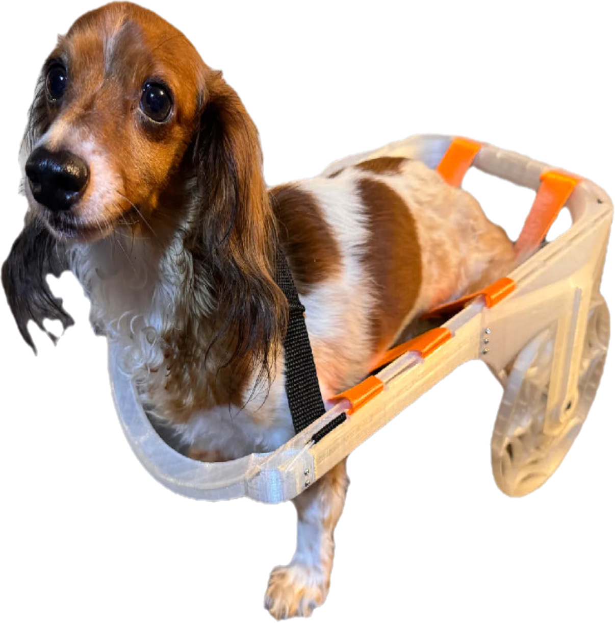 Handicap Dog Cart - Customized 3D-Printed