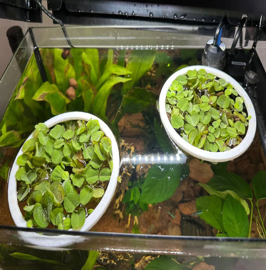 Aquarium Floating Plant Rings - Set of 2