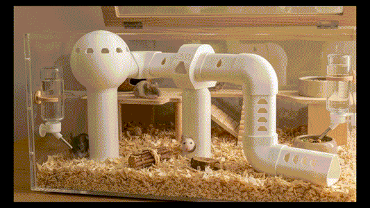 Hamster tunnel